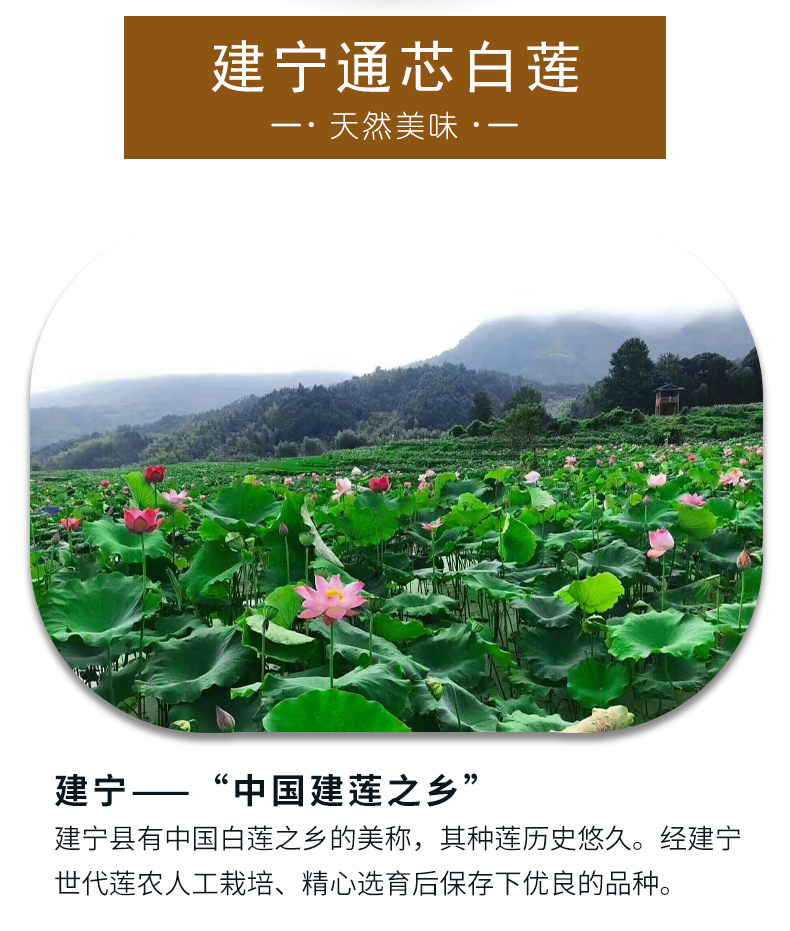 白莲_02.jpg